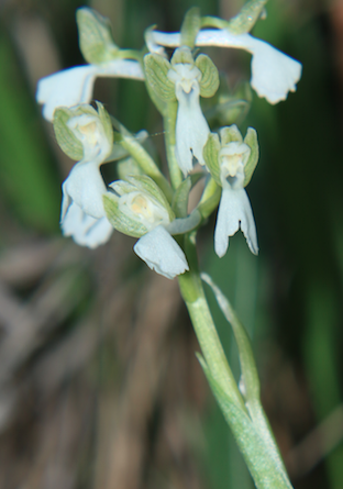 Orchidea - Anacamptis morio